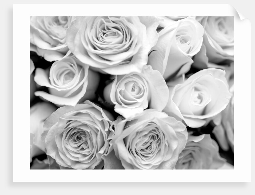 Bunch of roses by Assaf Frank